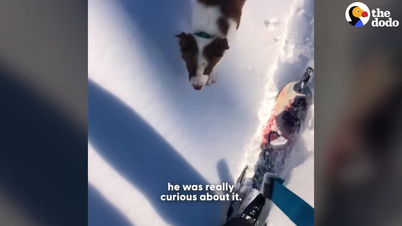 A brown and white dog looks down curiously at a snowboard on the snow.