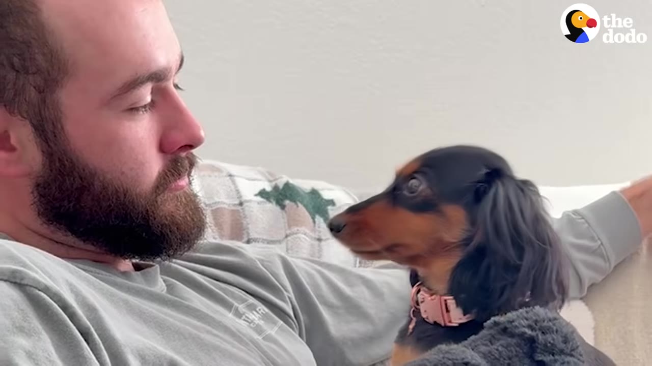 A long-haired black and tan dachshund wearing a pink collar looks up lovingly at a bearded man reclining on a couch.