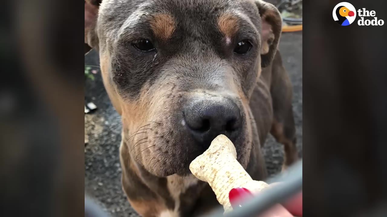 A close-up of a brown and grey dog behind a fence gently taking a bone-shaped treat from a hand with red nail polish.