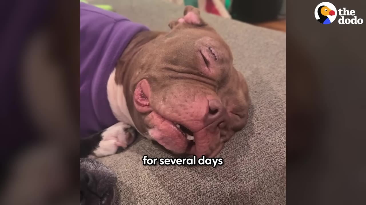 A brown and white dog wearing a purple shirt sleeps deeply on a grey couch.