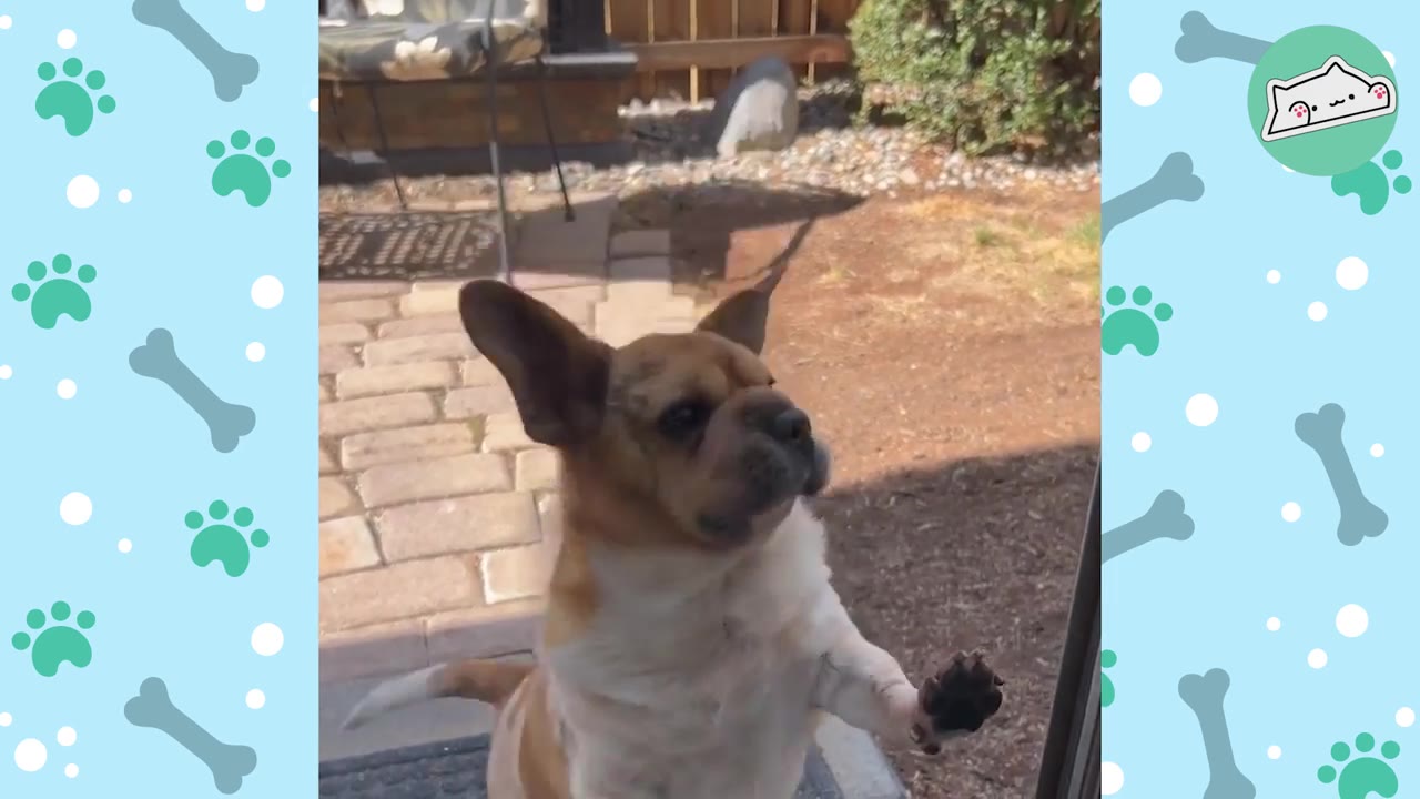 A small brown and white dog stands on its hind legs, pressing its paw against a glass door and looking up with an expectant expression.