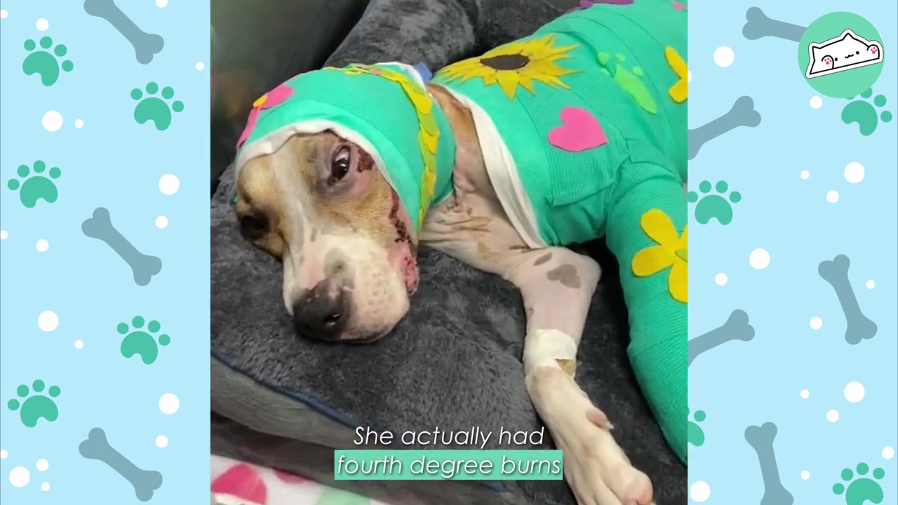 An injured dog lying in a grey pet bed, wearing a green body cast decorated with yellow flowers and a matching green head bandage.