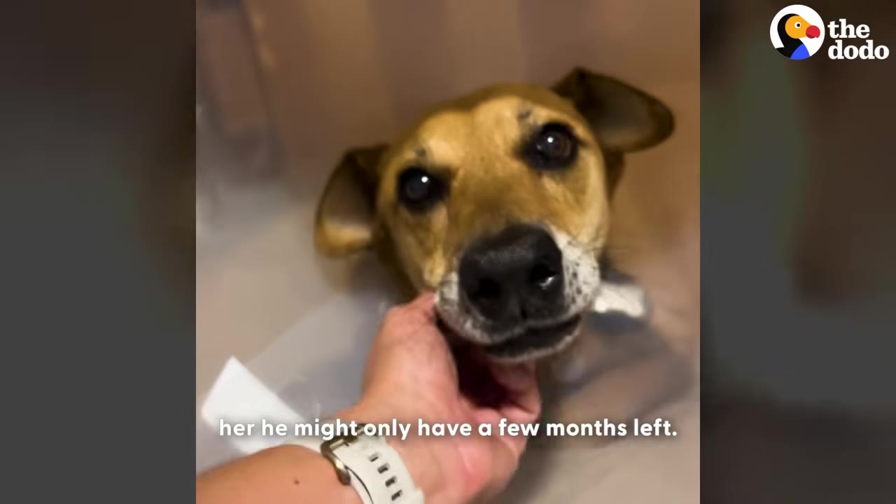 A close-up of a brown and black dog wearing a protective medical cone, looking directly at the camera while a person's hand gently cradles its chin.