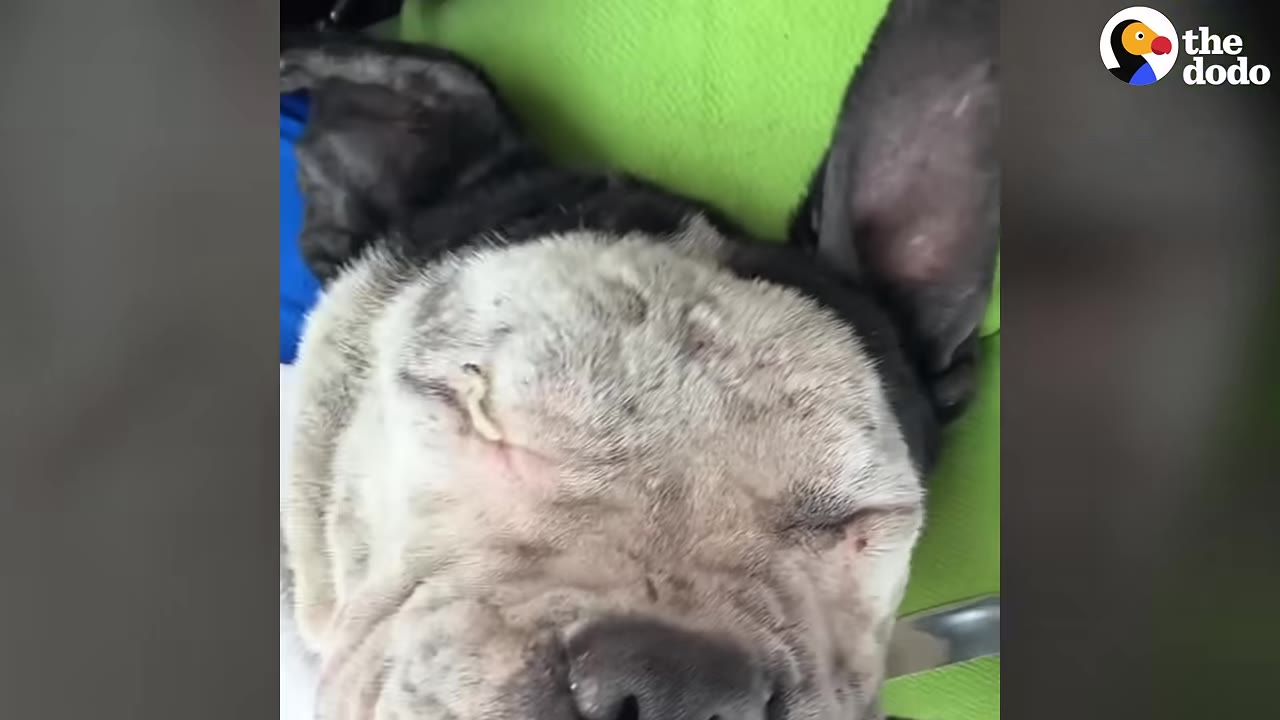 A close-up shot of a black and white dog with its eyes closed, resting on a bright green surface.