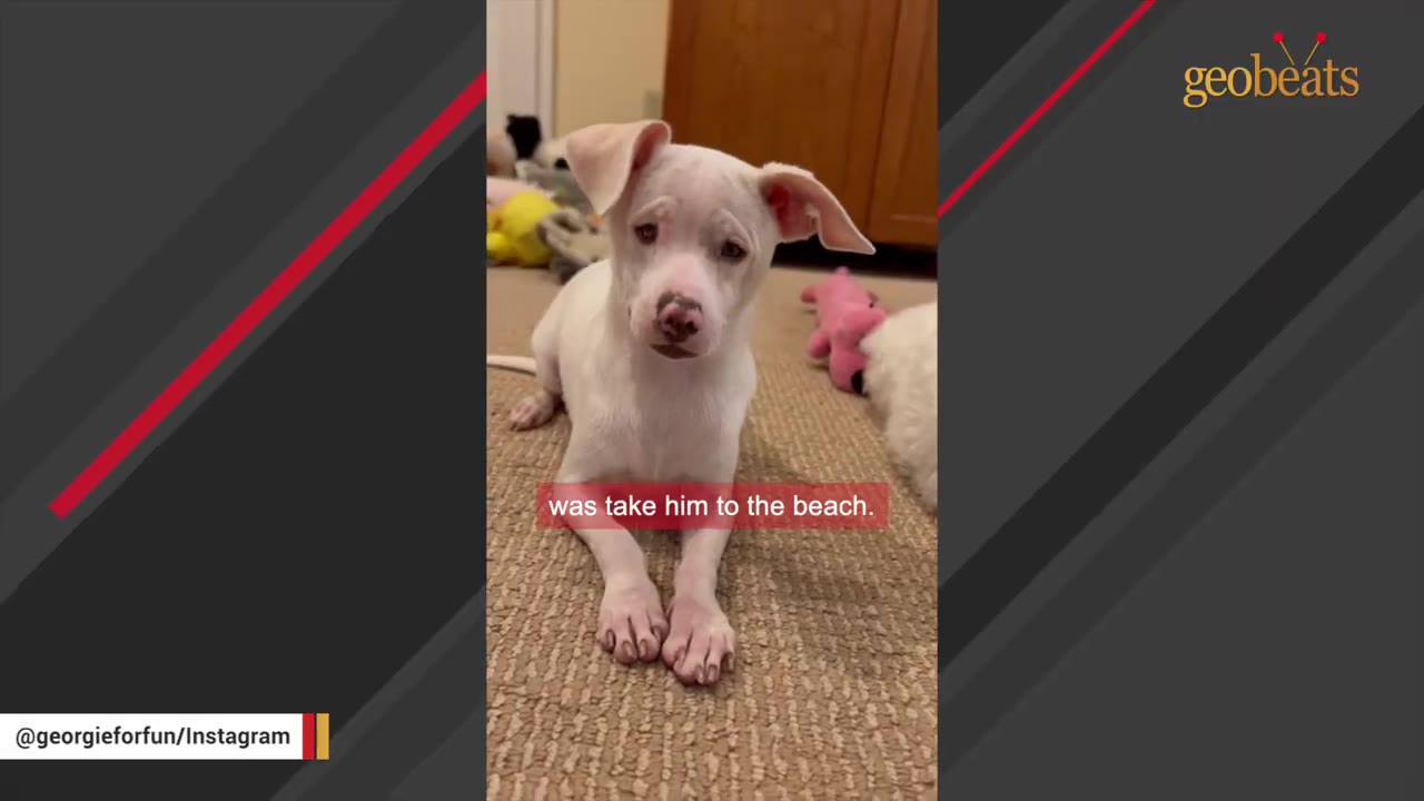 A small white puppy with floppy ears sits on a brown carpet, looking directly at the camera.