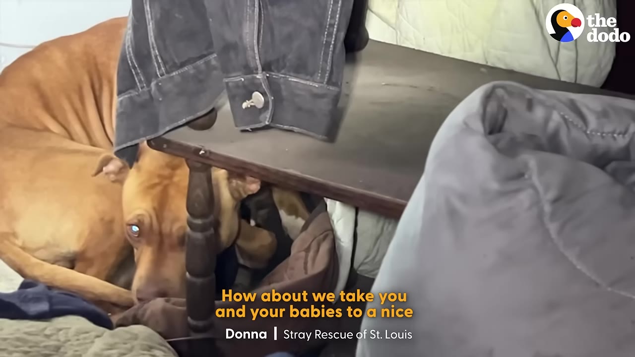 A brown dog huddles under a wooden table covered with a denim jacket inside a cluttered room.