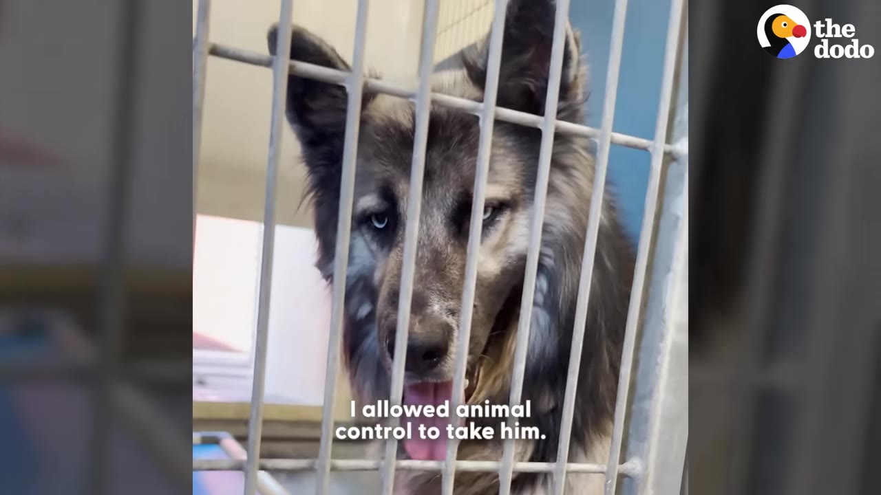 A fluffy, wolf-like dog with blue eyes looks through the metal bars of a kennel.