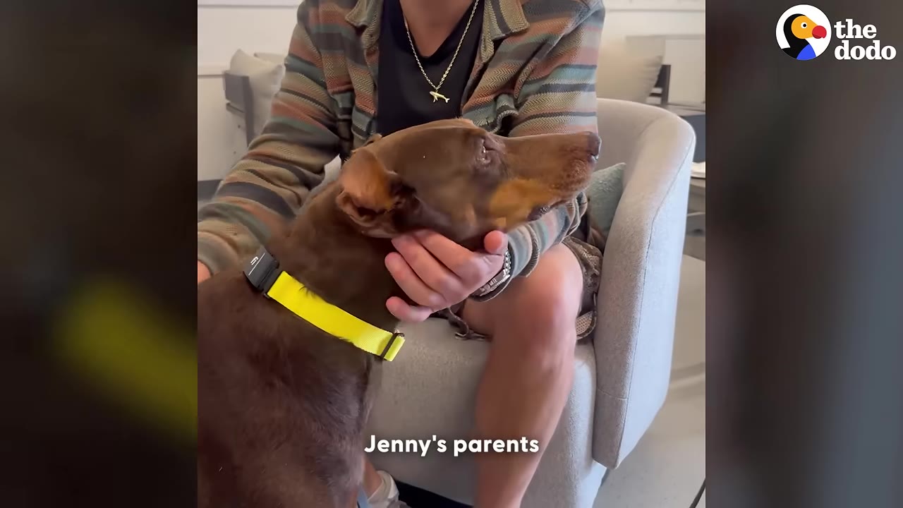 A brown Doberman-mix dog with a bright yellow collar looks up lovingly as a person gently cradles her chin in their hands.