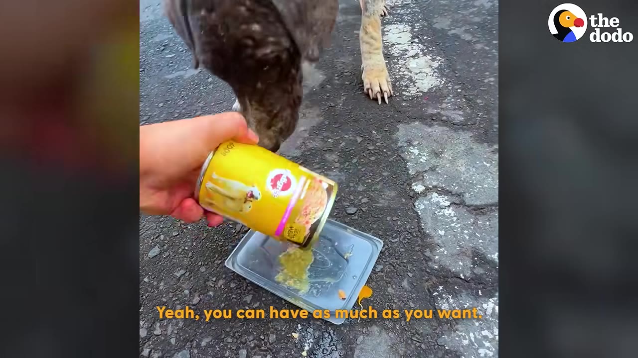 A person's hand pours wet dog food from a yellow can onto a plastic tray on the pavement, as a dog leans in to sniff it.