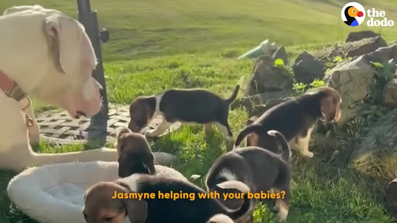 A large, light-colored dog lies on the grass, watching several small beagle puppies explore around her.