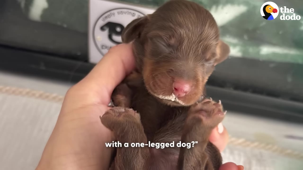 A tiny, newborn brown puppy with closed eyes and a bit of milk on its mouth is held gently in a person's hand.