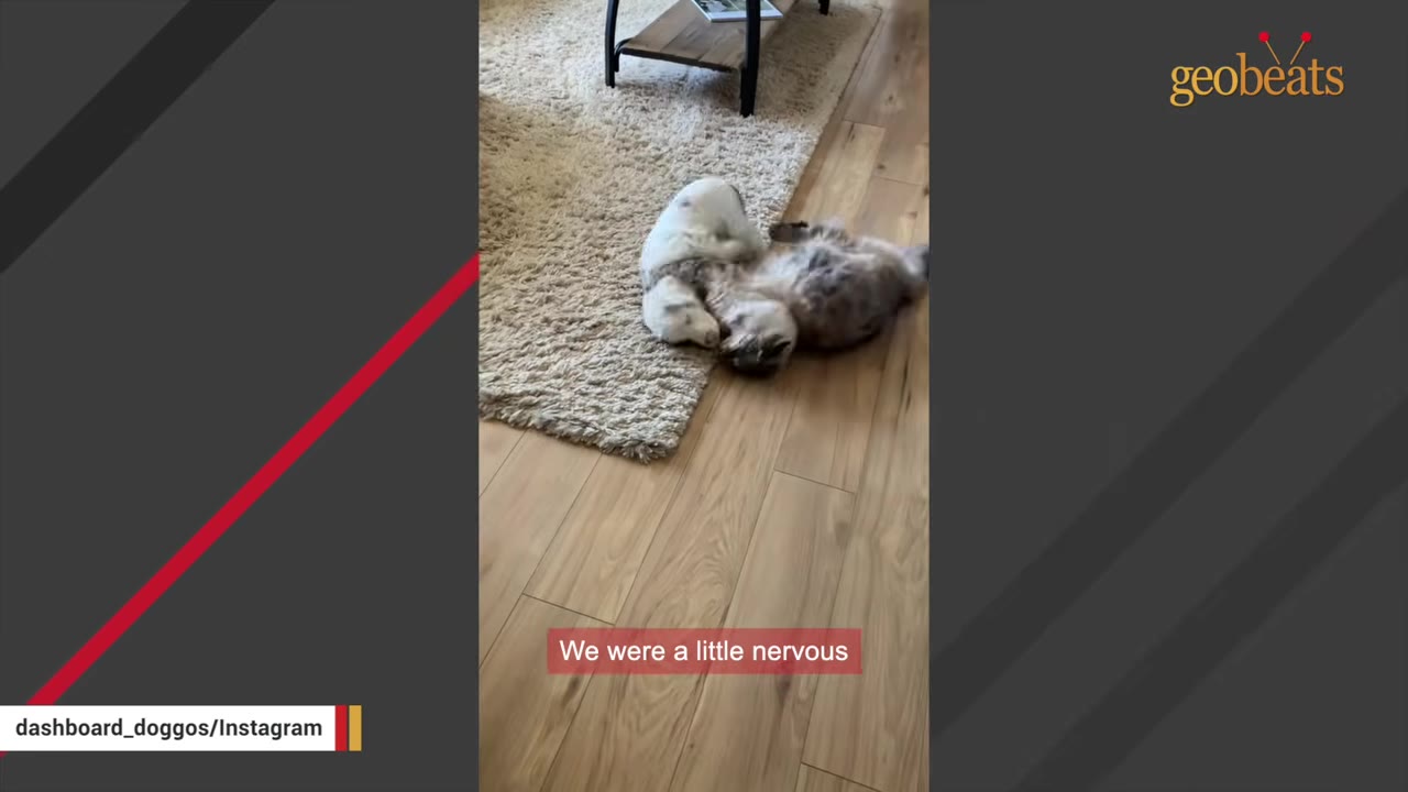 A small white puppy and a larger dog play together on a wooden floor next to a beige rug.
