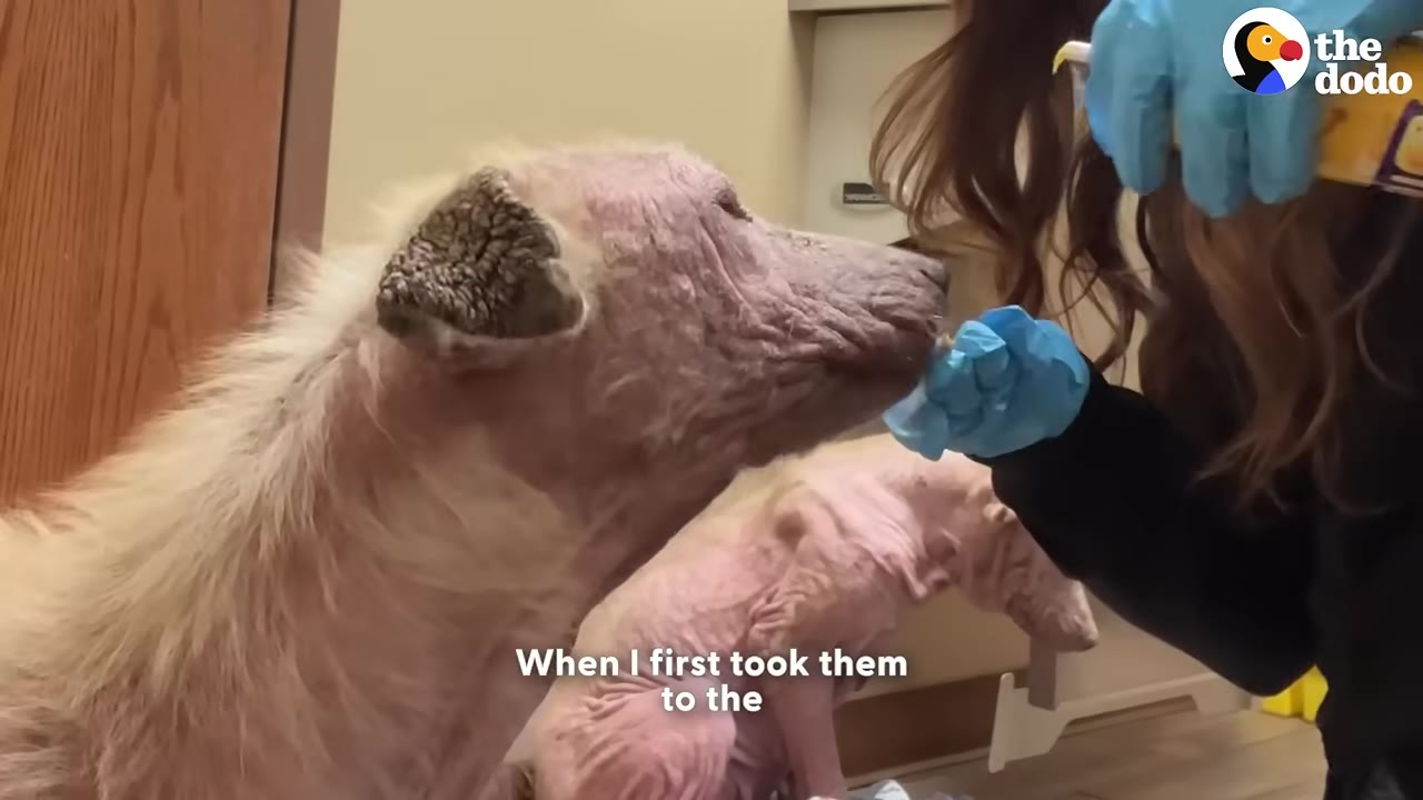 A dog with severe hair loss and skin issues is being examined by a person wearing blue gloves in a clinic setting.