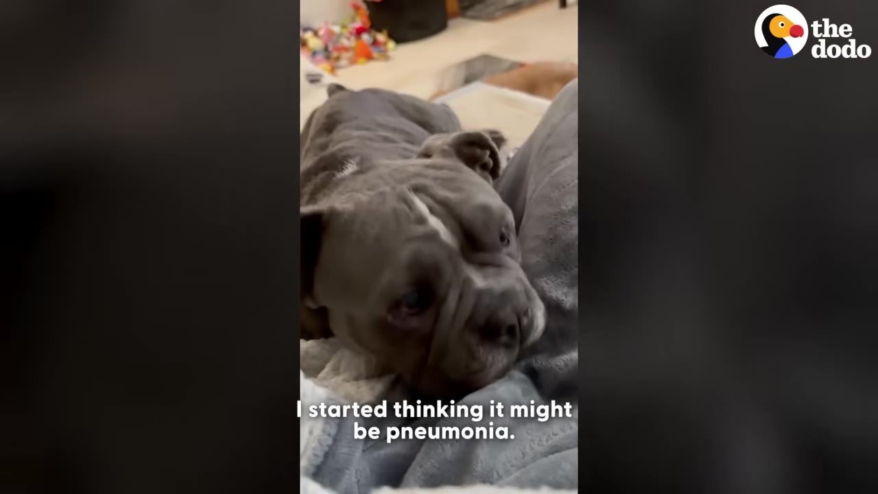 A close-up shot of a grey bulldog resting its head on a person's lap, looking tired and unwell.