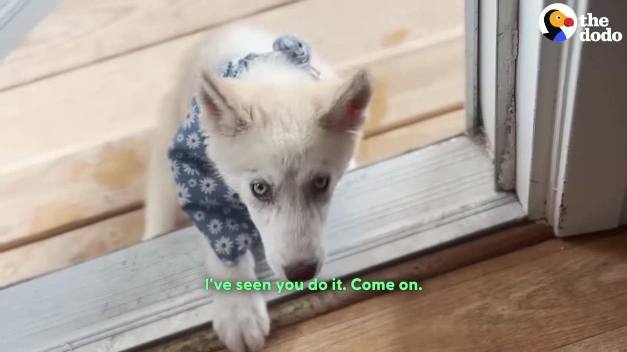 A light-colored husky puppy wearing a blue floral bandana steps over a doorway threshold.