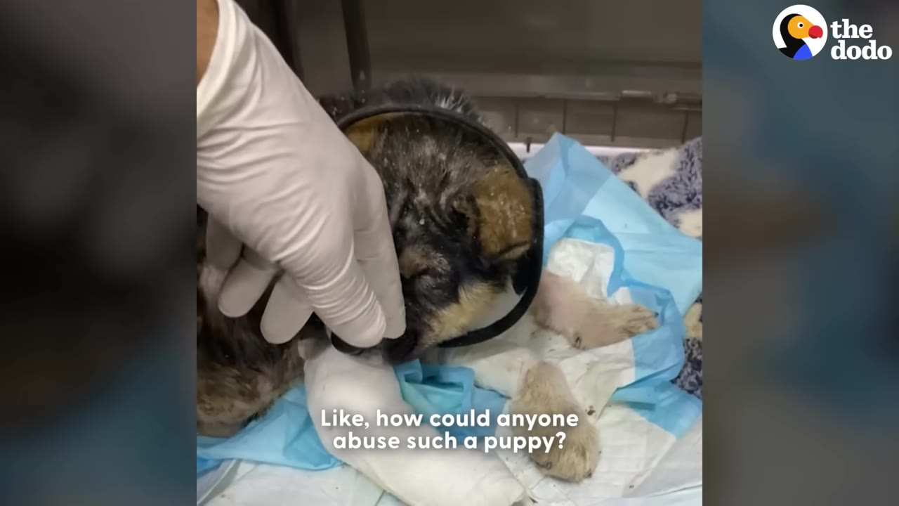 A small, injured puppy lies on a blue and white pad with heavily bandaged front legs and a protective collar, while a gloved hand gently touches its head.