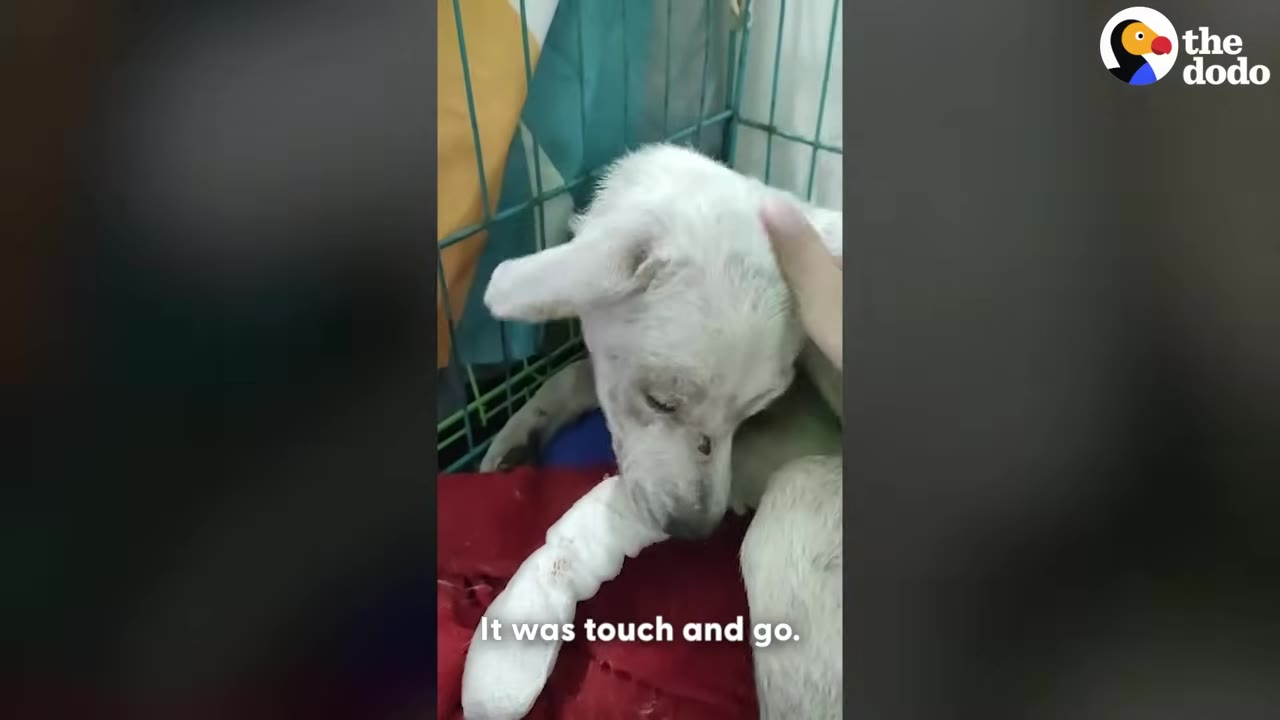 A small, weak white dog lies on a red blanket inside a cage with a heavily bandaged front leg, while a hand gently pets its head.