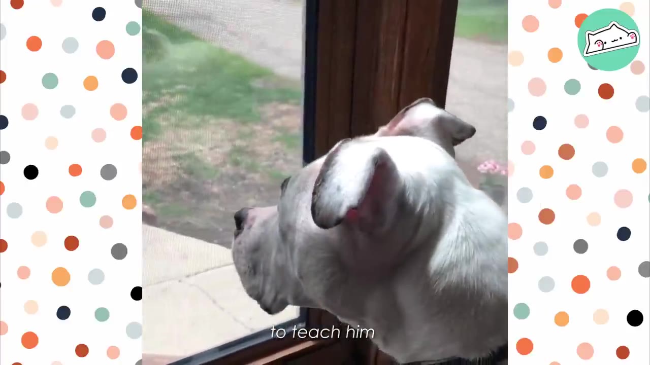 A close-up profile of a white dog looking out through a screen door.