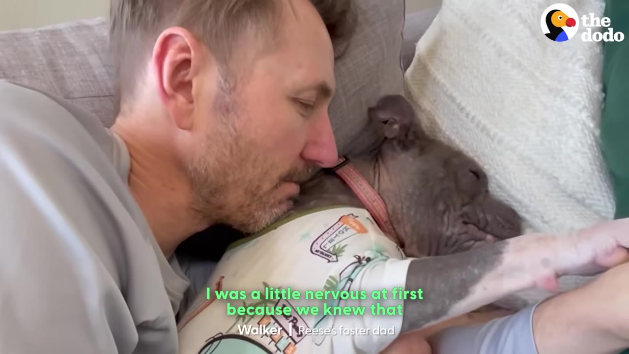 A small, short-haired dog wearing a patterned shirt sleeps peacefully on a couch, snuggled up against a man who is resting his head next to her.