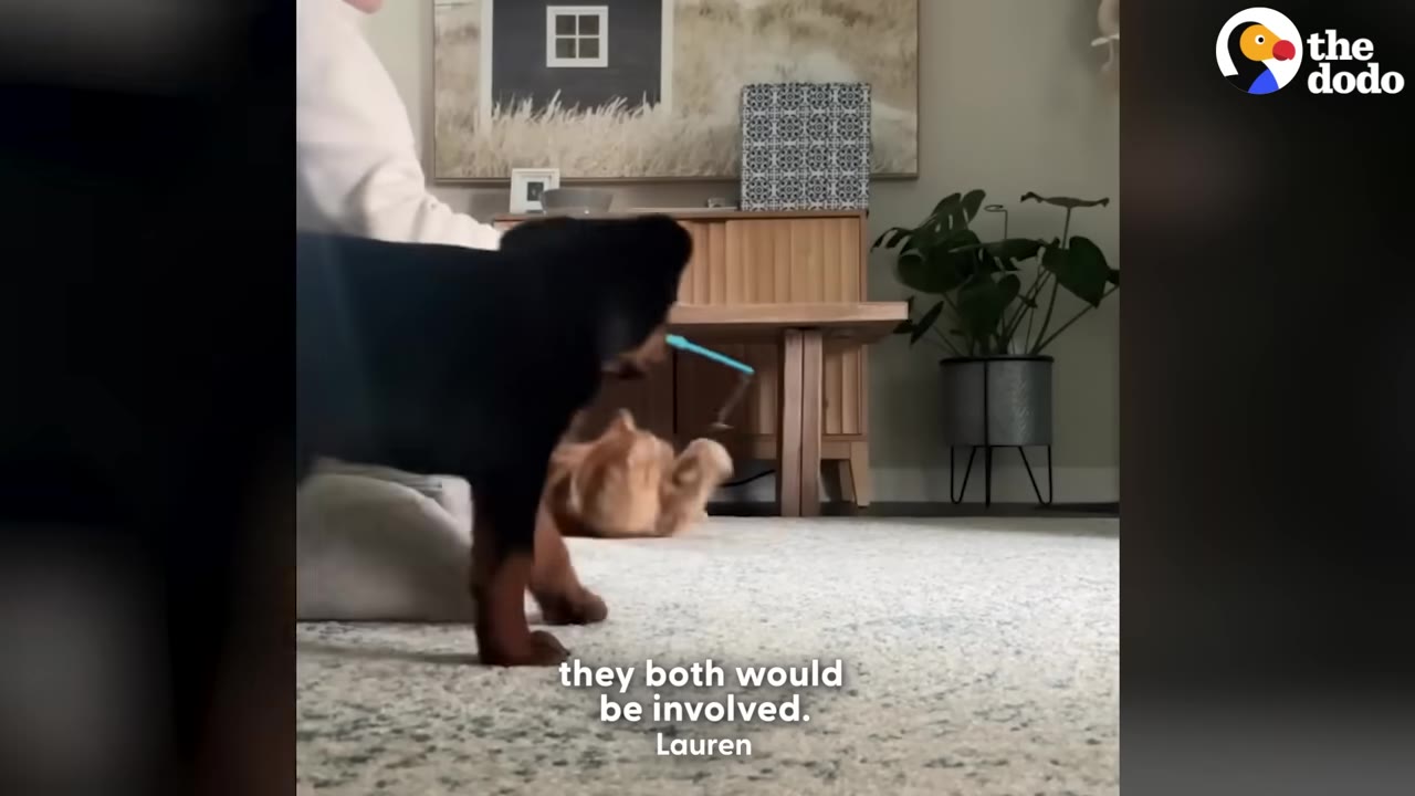 An owner sits on the floor holding a blue toy wand to play with a black puppy and a fluffy orange cat.
