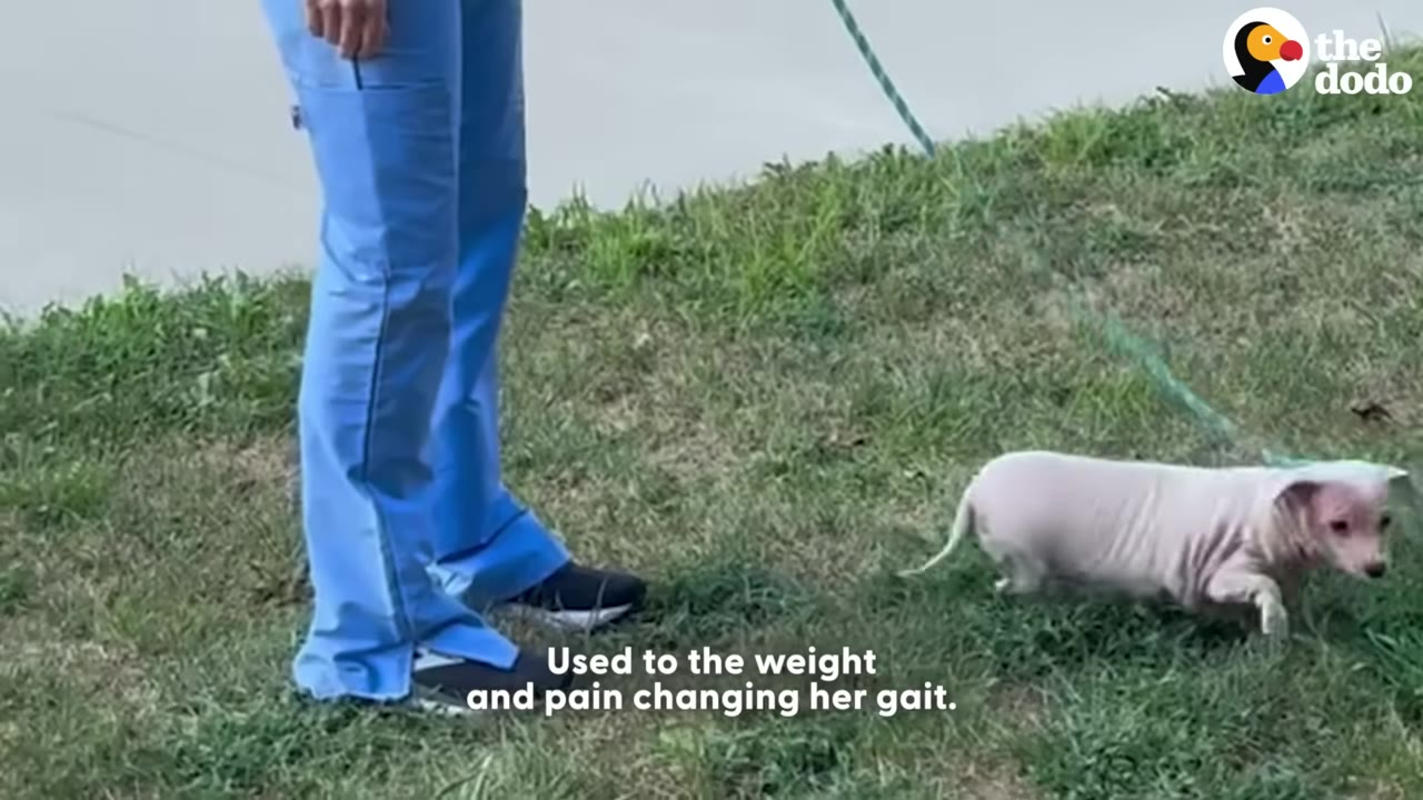 A small, freshly shaved pink dog walks on a grassy lawn next to a person wearing blue scrubs.