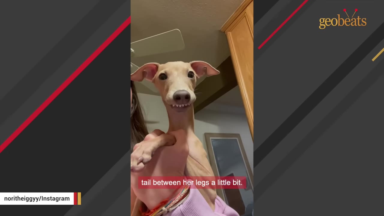 A small tan Italian Greyhound with wide eyes and a slight underbite is held in someone's hands, looking directly at the camera.