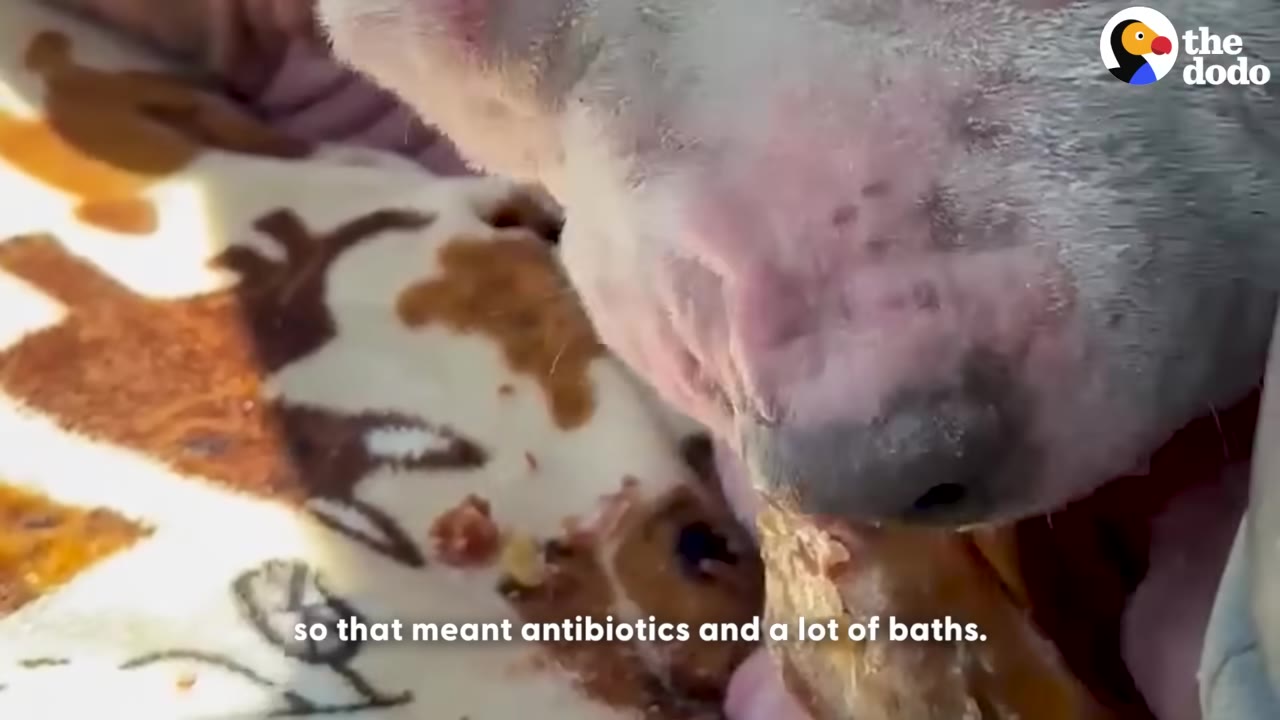 A close-up of a dog with pink, irritated skin on its face resting on a patterned blanket.