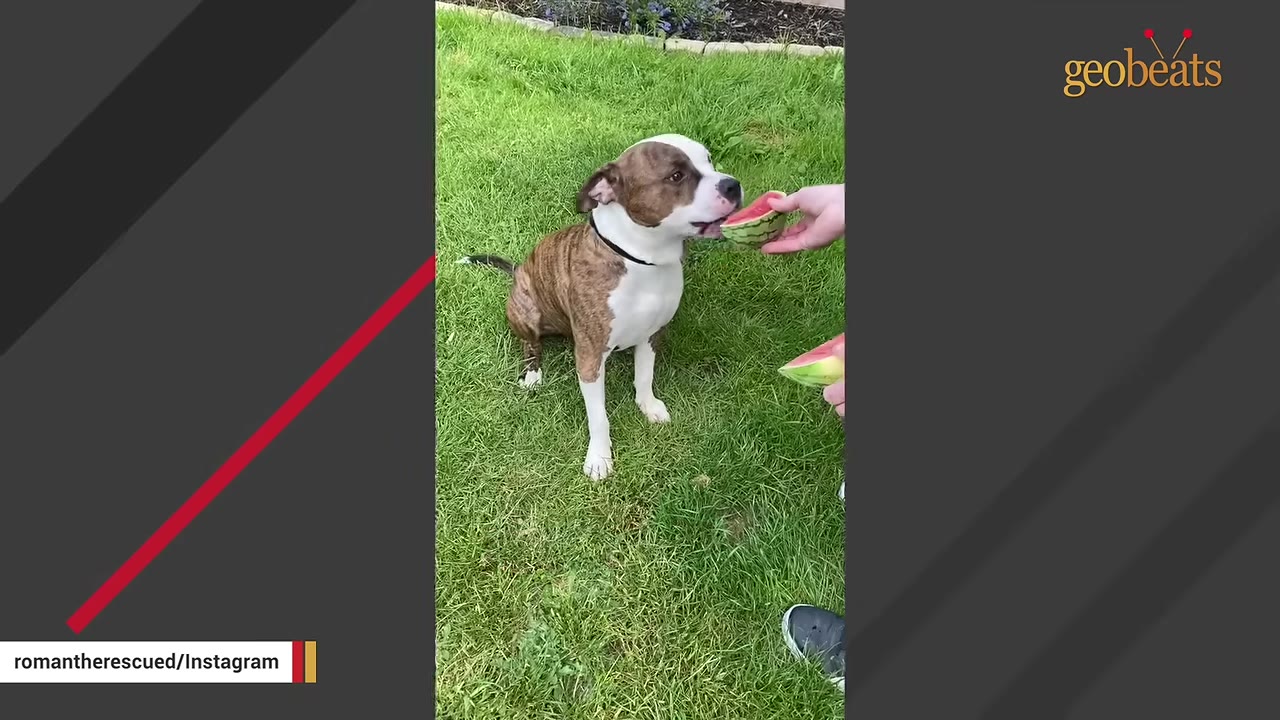 A healthy brindle and white dog sitting on green grass, eating a slice of watermelon offered by a person.