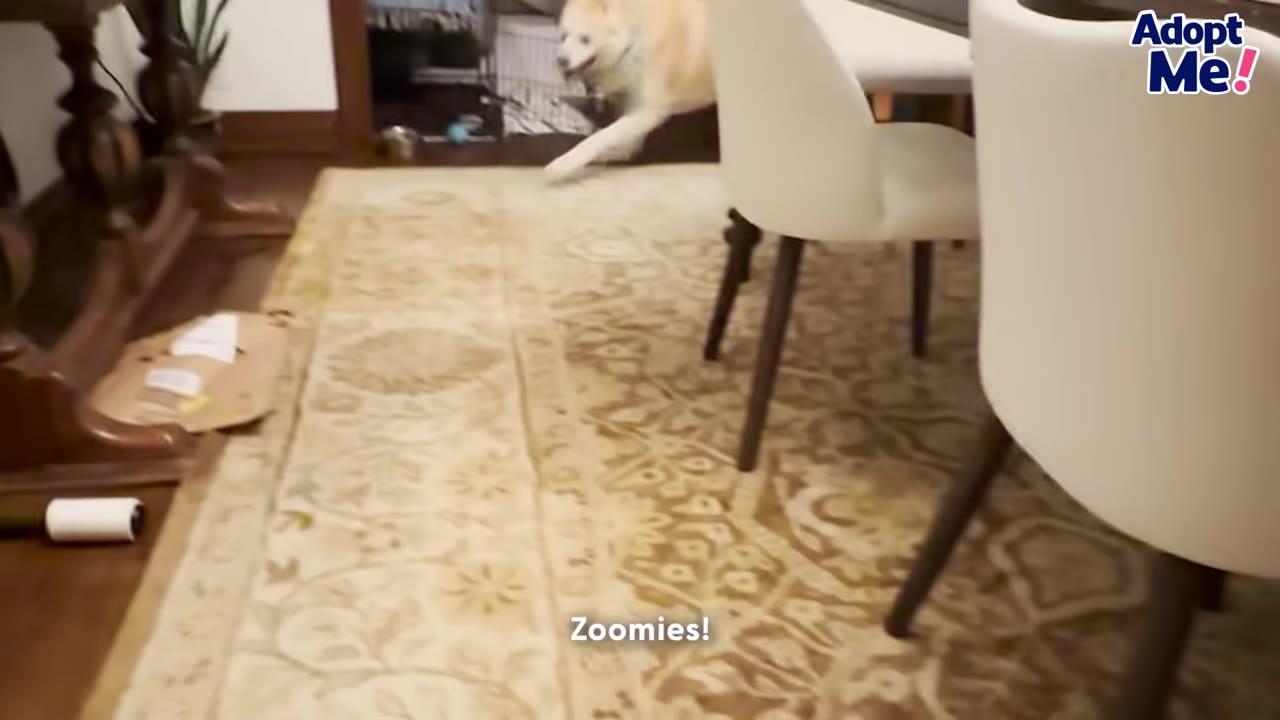 A fluffy white dog runs excitedly across a patterned rug in a dining room with white chairs.