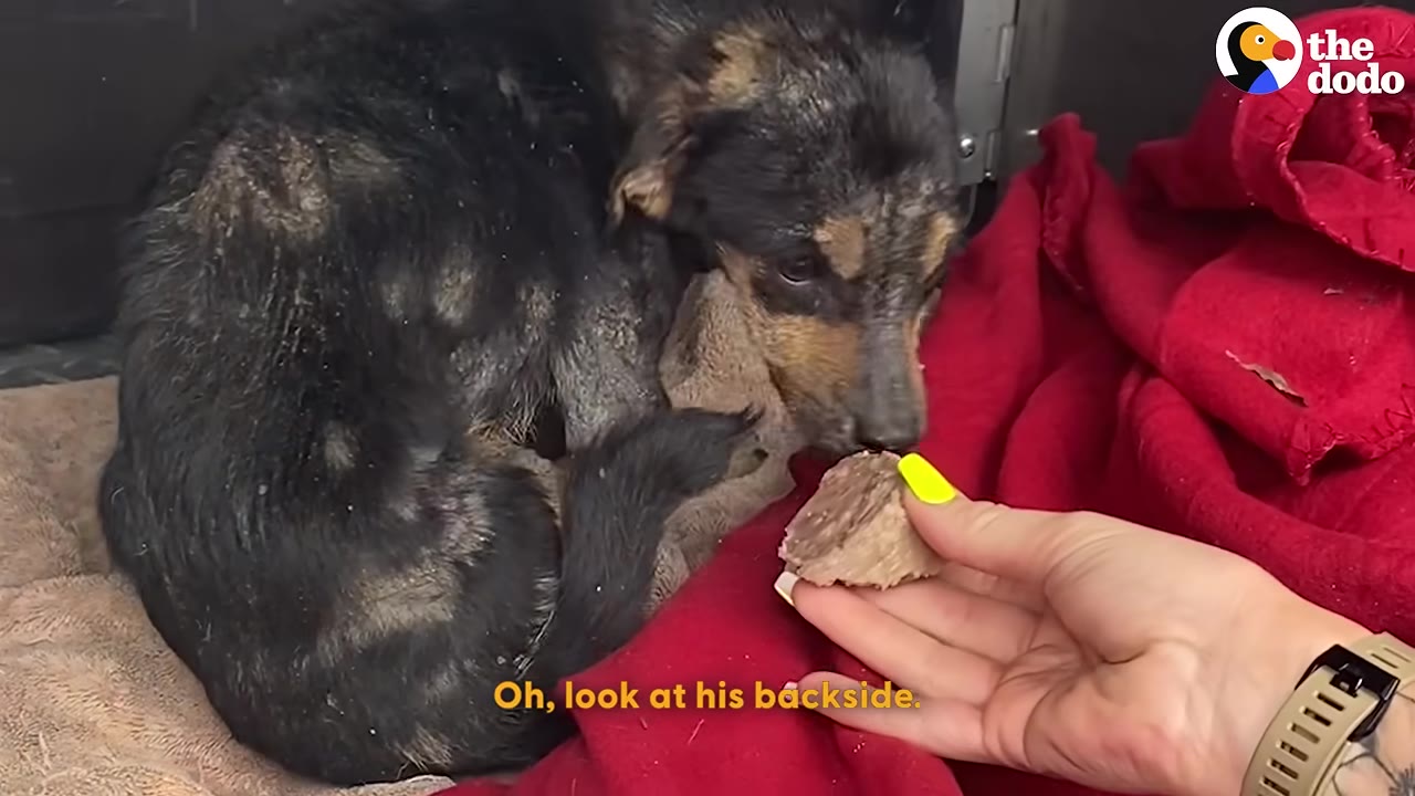 A person's hand with yellow nail polish gently offers a piece of food to a small, thin dog with patchy fur curled up on a red blanket.