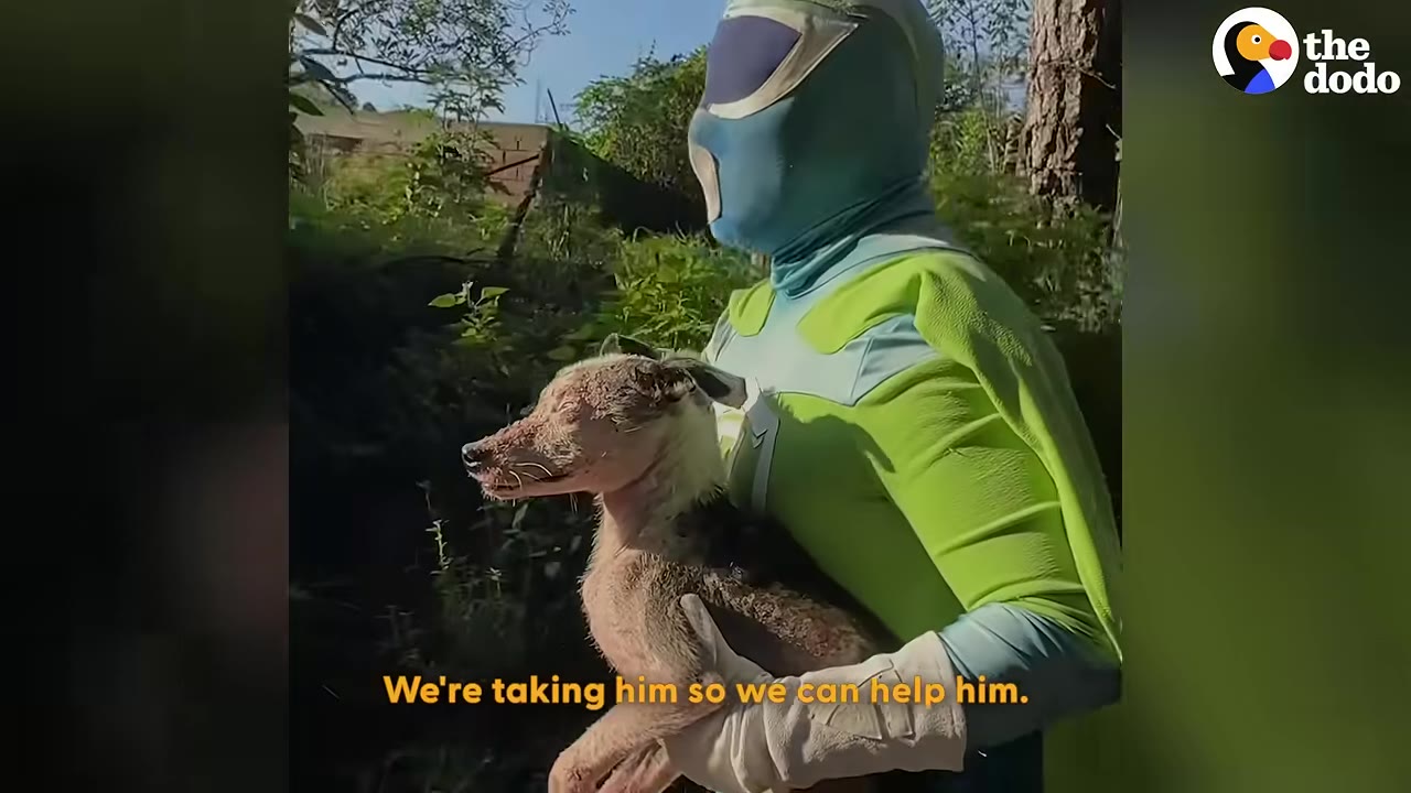 A person dressed in a green and blue superhero costume carries a small, dirty dog in their arms through a wooded area.
