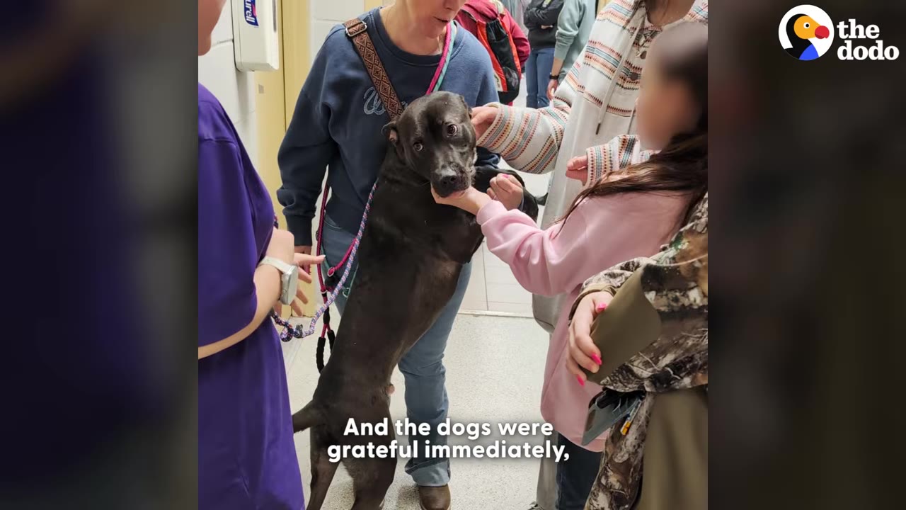 A black dog stands on its hind legs, leaning gently against a woman while being petted by a young girl and other people in a hallway.