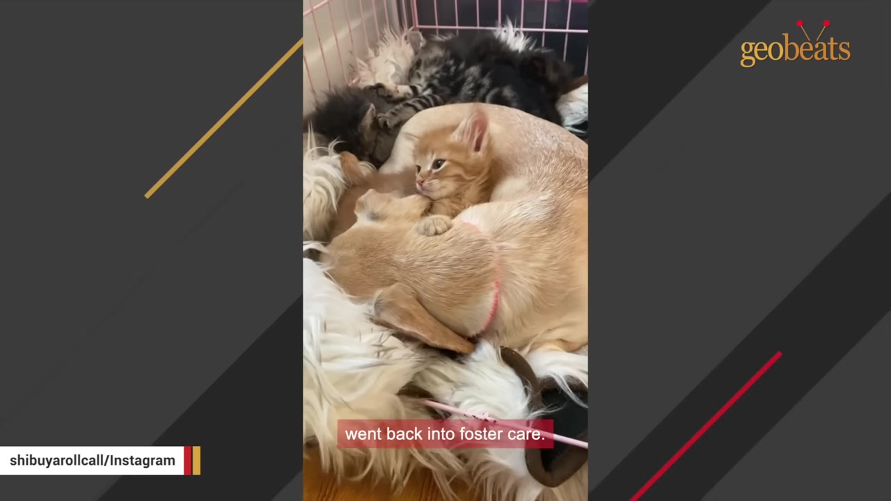 A small tan dog lies curled up in a pet bed inside a wire crate, surrounded by several small kittens, including a prominent orange tabby kitten looking towards the camera.