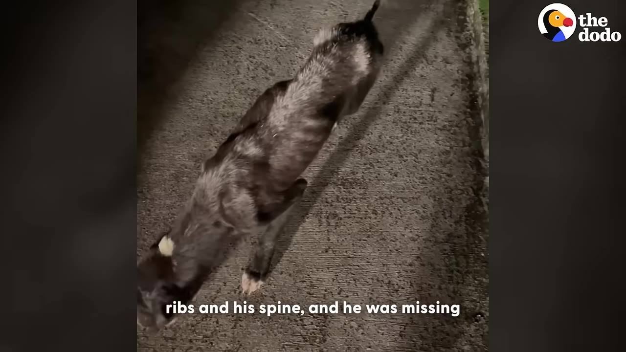 An overhead view of an extremely emaciated dog walking on a paved surface at night, with its ribs and spine clearly visible through its thin coat.