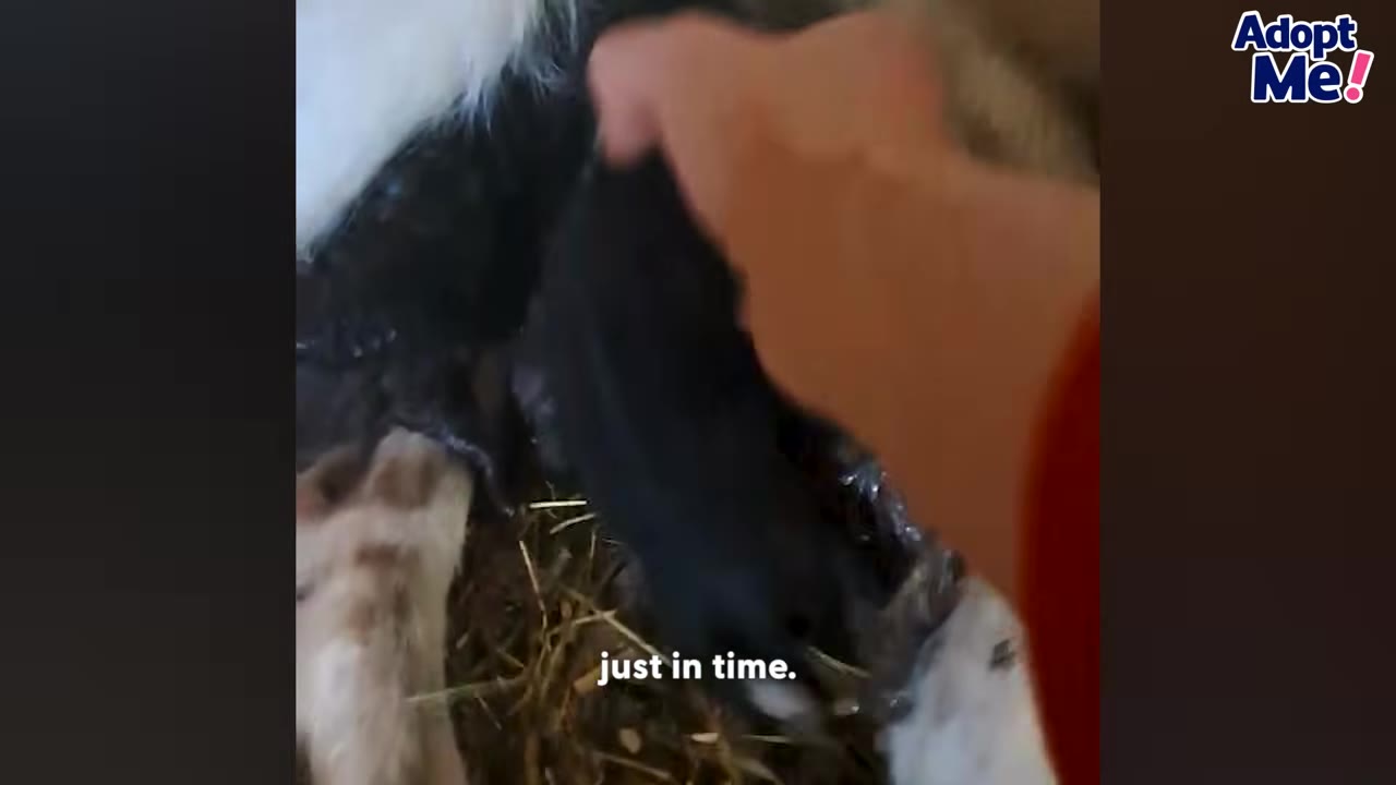 A close-up shot of a person's hand gently petting a black puppy lying on straw next to its mother.