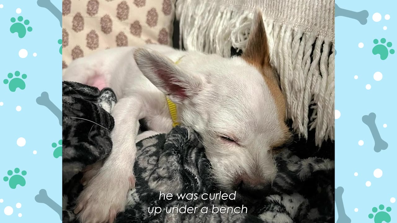 A small white dog with brown ears sleeps curled up on a black and white patterned blanket, with text overlay reading 'he was curled up under a bench'.