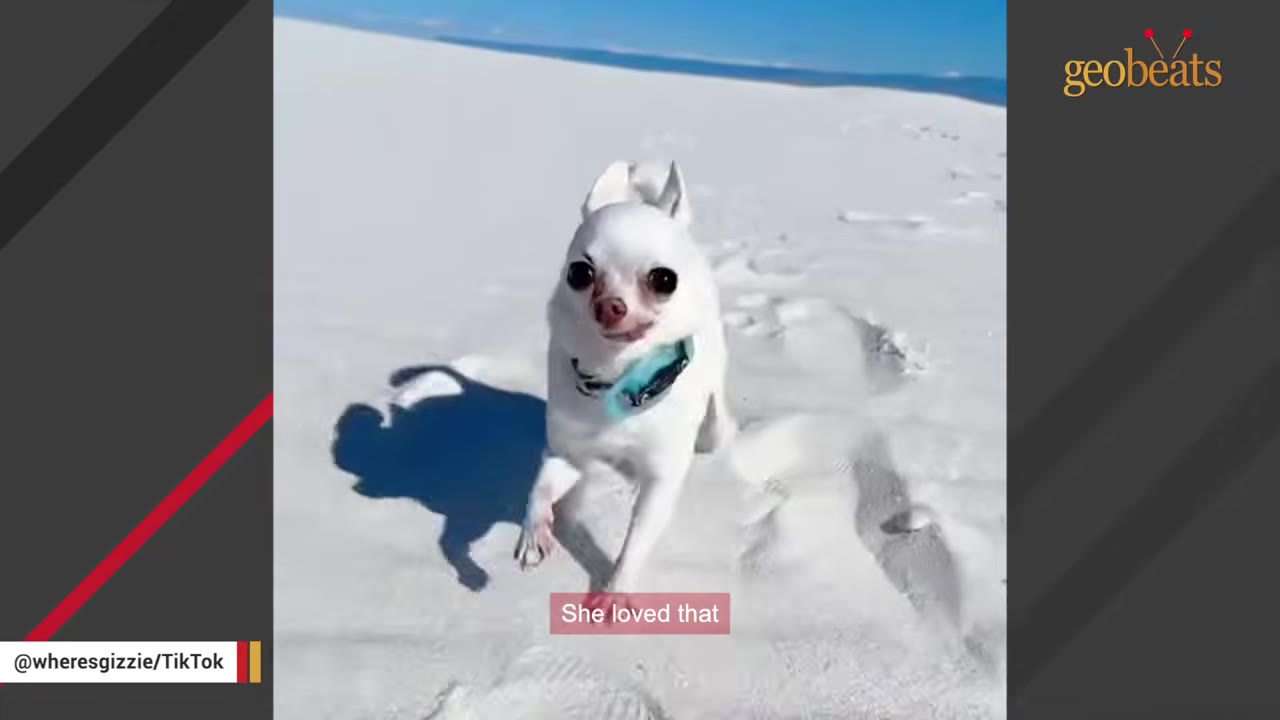 A small white chihuahua with a blue collar runs happily across white sand dunes under a blue sky.