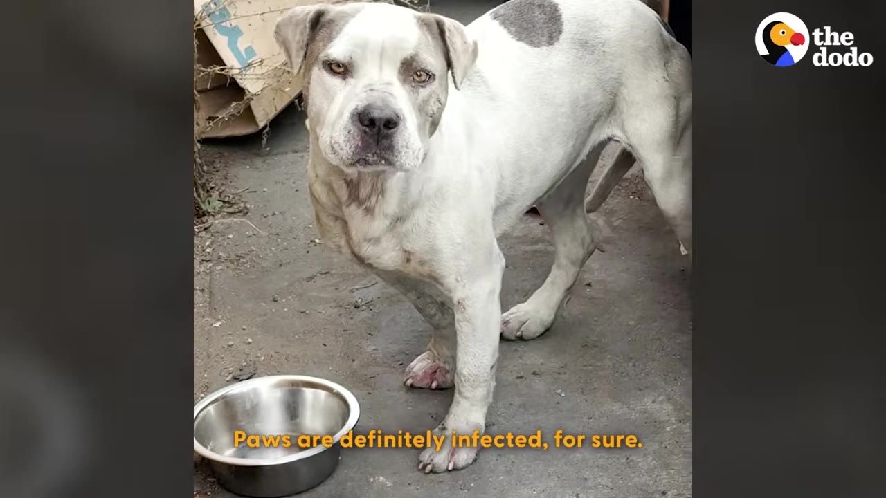 A white dog with a grey patch on its back stands next to a metal bowl, looking directly at the camera with a sad expression.