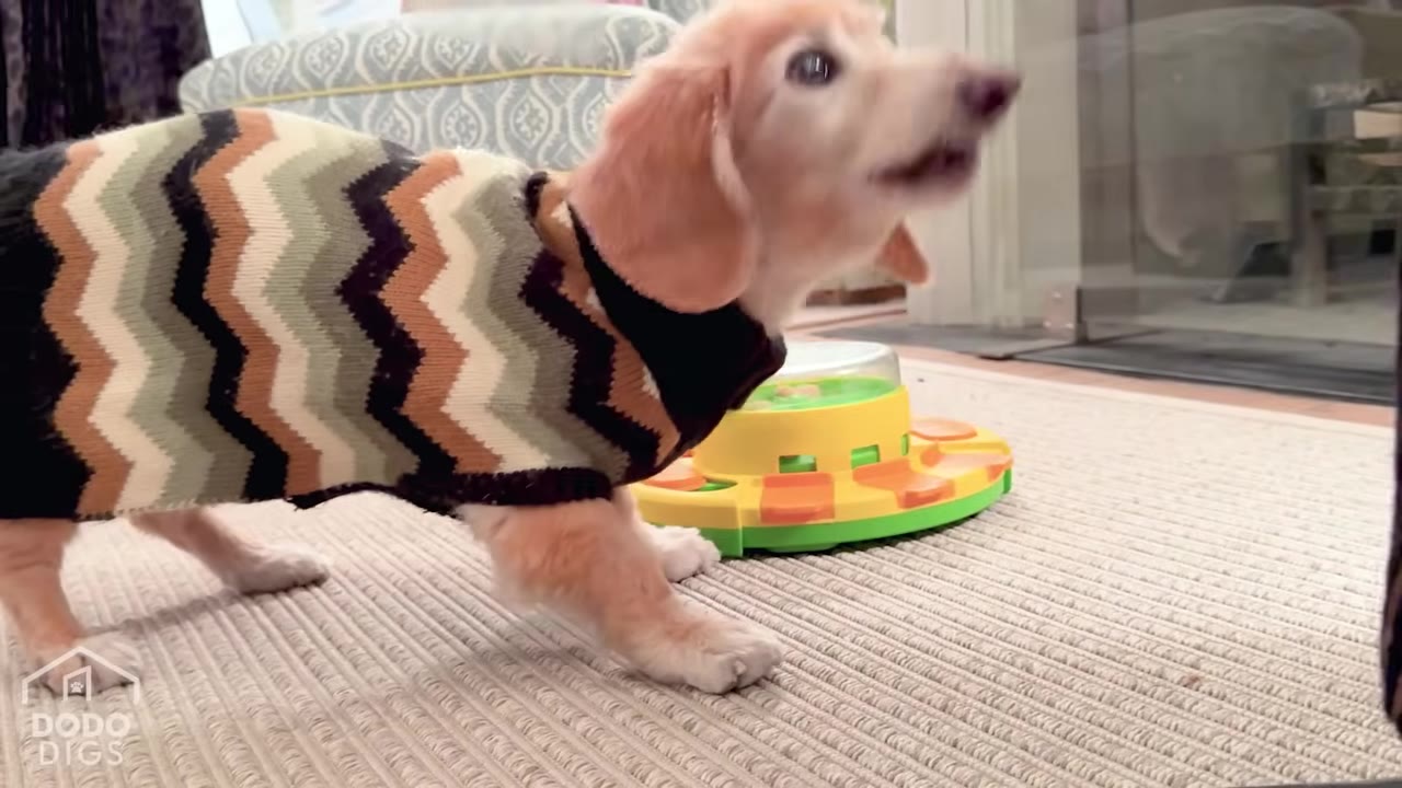 A small senior dog wearing a striped chevron sweater stands next to a yellow and green interactive puzzle toy on a rug.