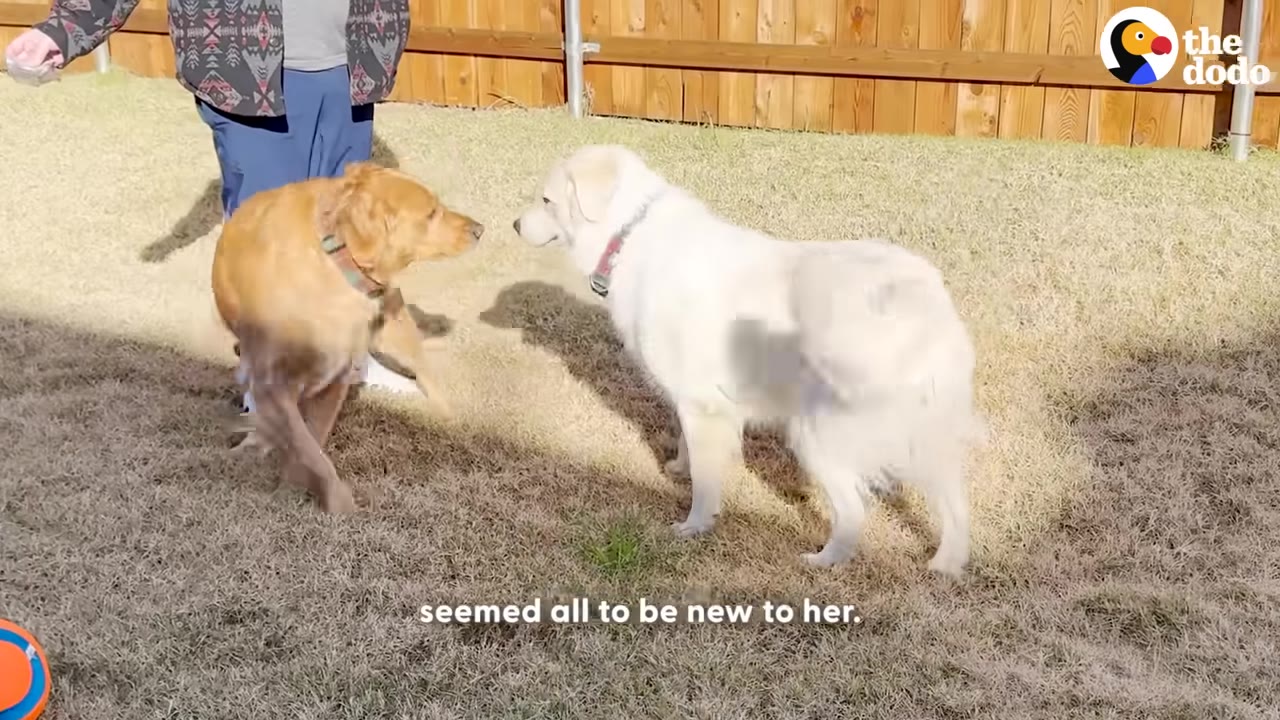 A white dog and a golden dog stand facing each other on a grassy lawn next to a person.