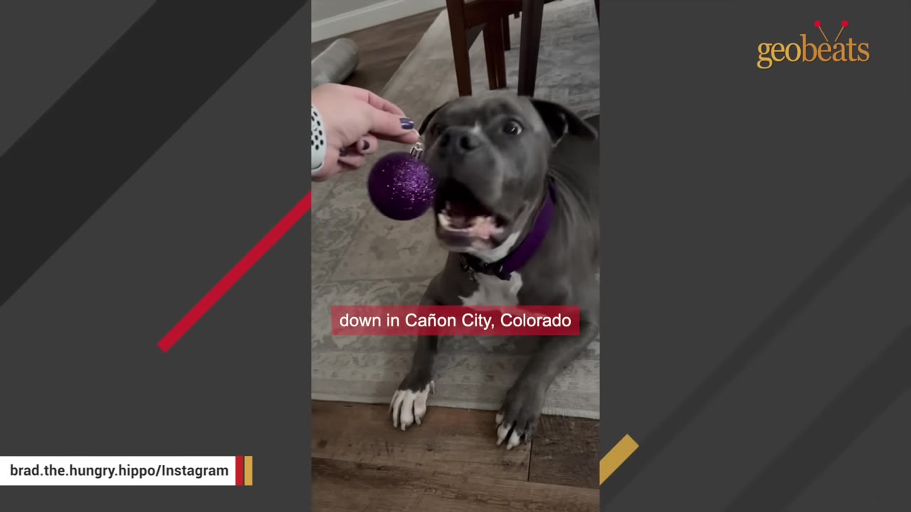 A person's hand holds a shiny purple ornament in front of a grey pit bull-type dog who looks up with an open mouth.