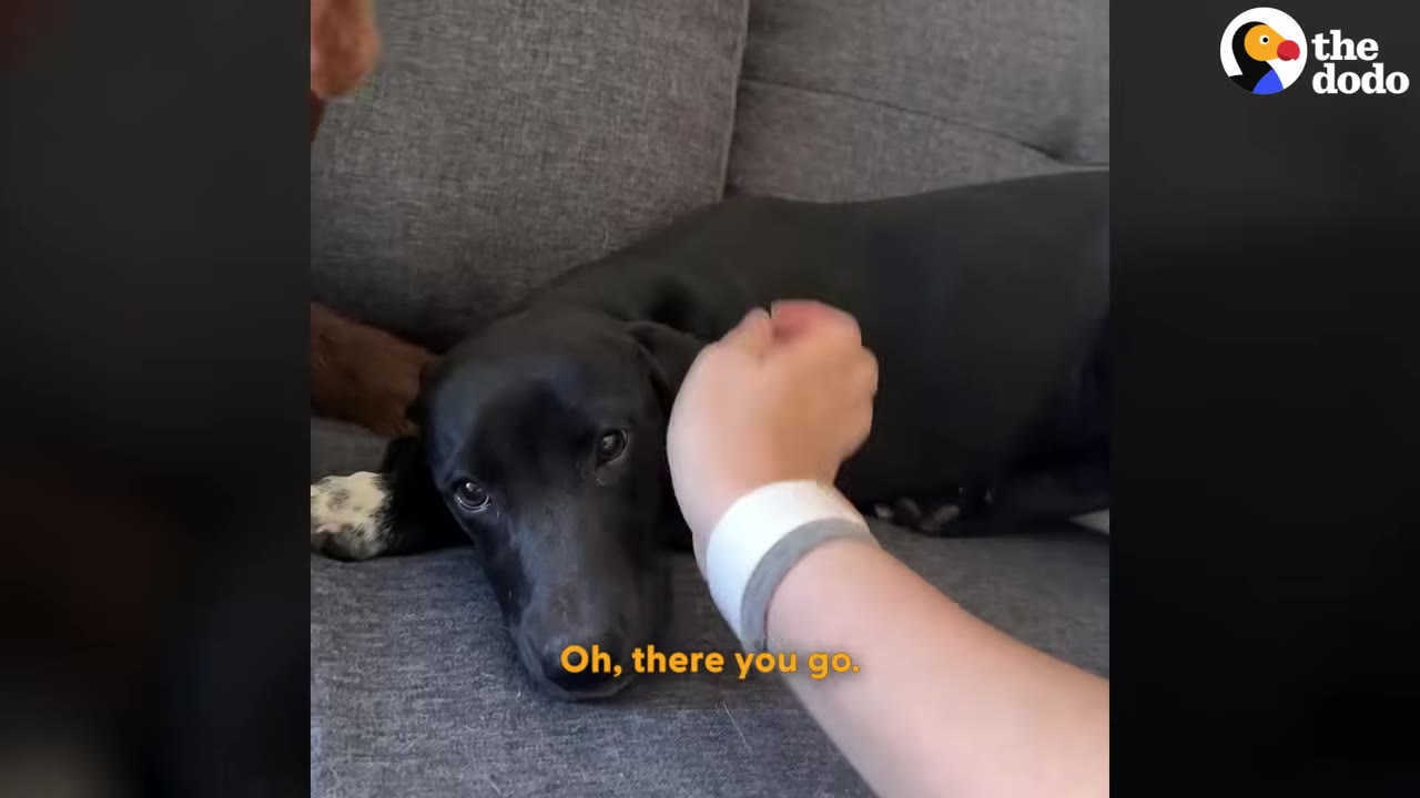 A black dog lies calmly on a grey couch as a person gently pets its head.