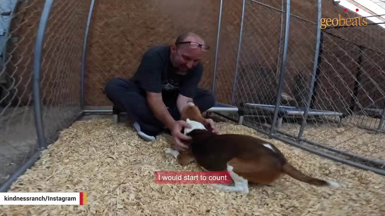 A man sits on wood shavings inside a chain-link kennel, gently petting a beagle dog.