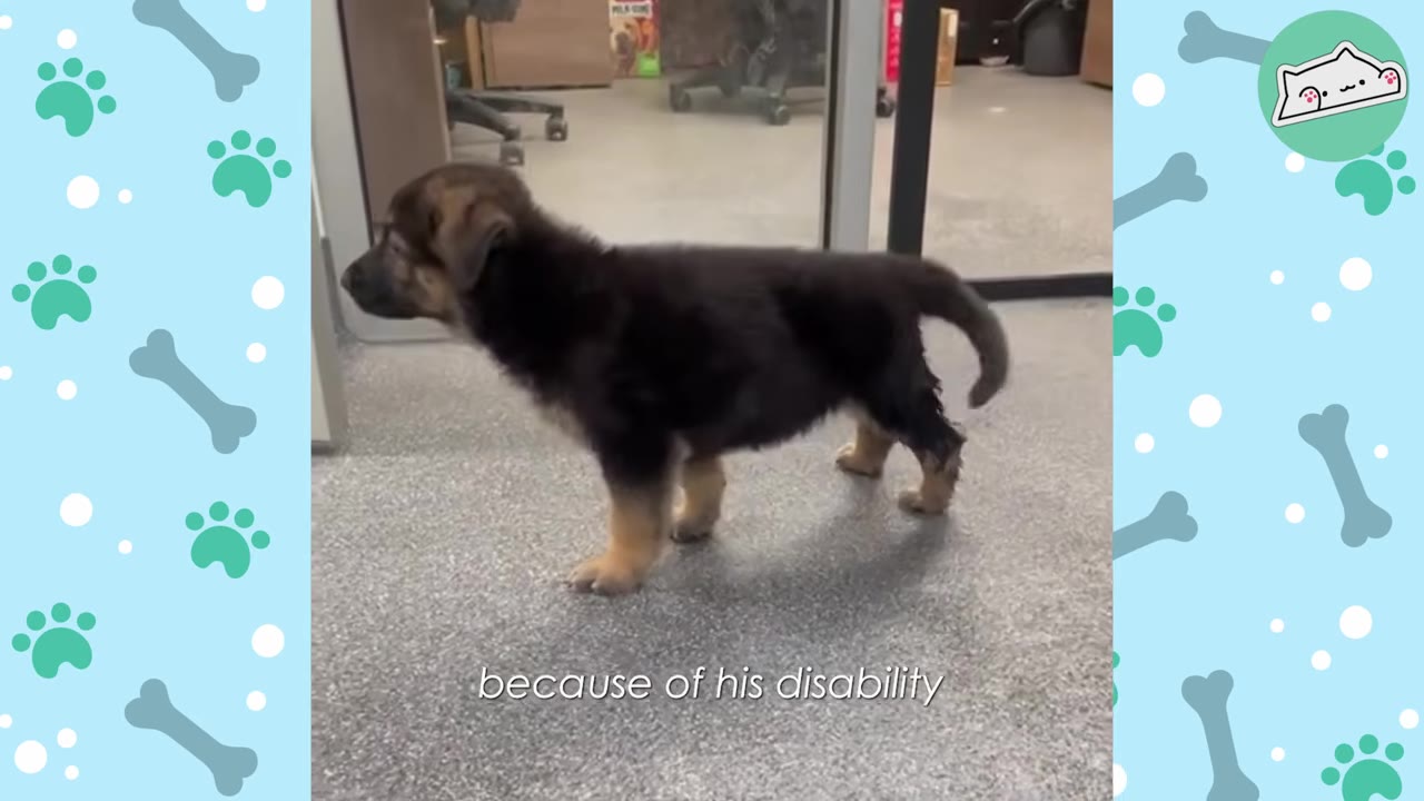 A small German Shepherd puppy standing on a grey floor, viewed from the side.