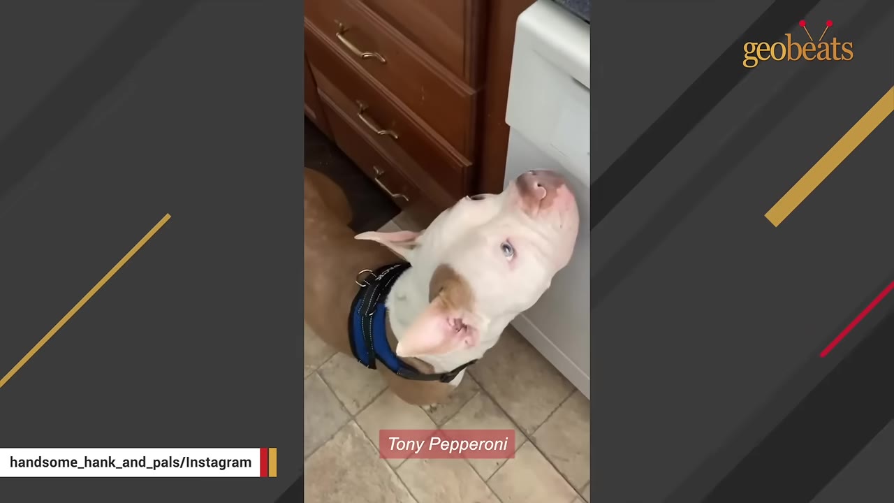 A tan and white dog wearing a blue harness looks up with light-colored eyes, with a text overlay reading 'Tony Pepperoni'.