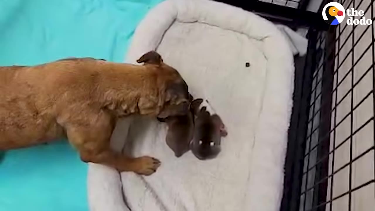 A brown dog stands over a white pet bed containing two small, newborn puppies.