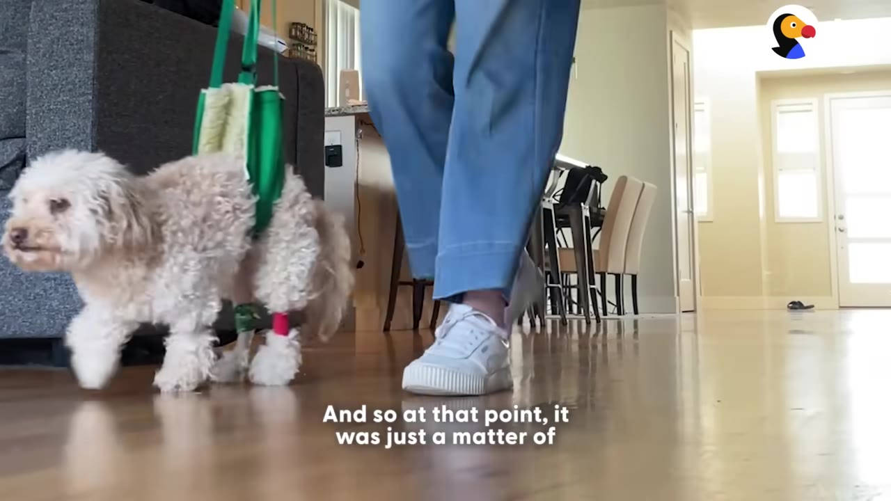 A small, fluffy white dog wearing a green support harness around its torso is helped to walk indoors by a person in blue pants and white sneakers.