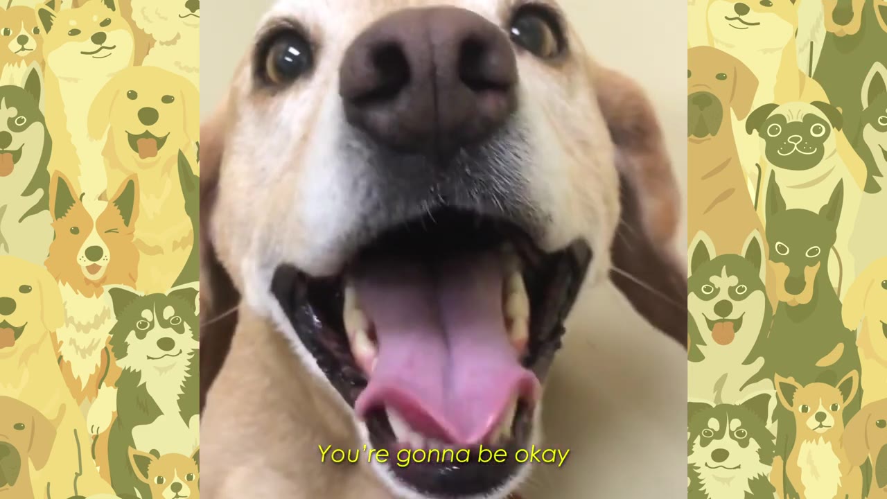 A close-up of a light brown dog looking directly into the camera with its mouth open, showing its tongue, with the subtitle 'You're gonna be okay' at the bottom.