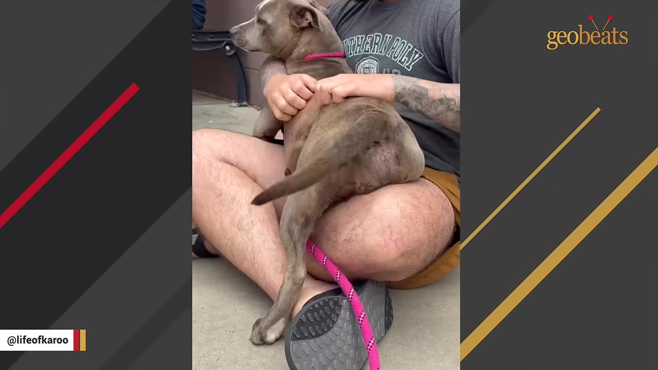 A grey pit bull mix sits in the lap of a man sitting cross-legged on the ground, leaning back against him as he holds the dog.