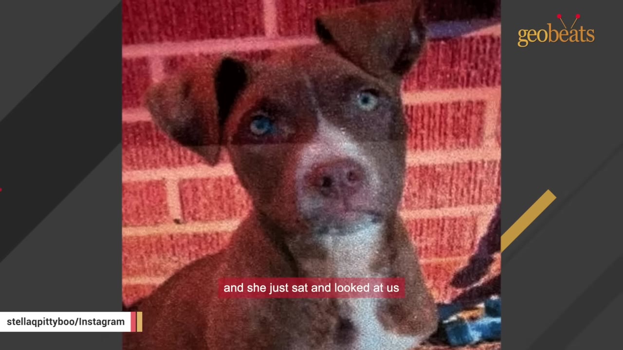 A brown and white puppy with blue eyes sitting in front of a brick wall, looking directly at the camera.